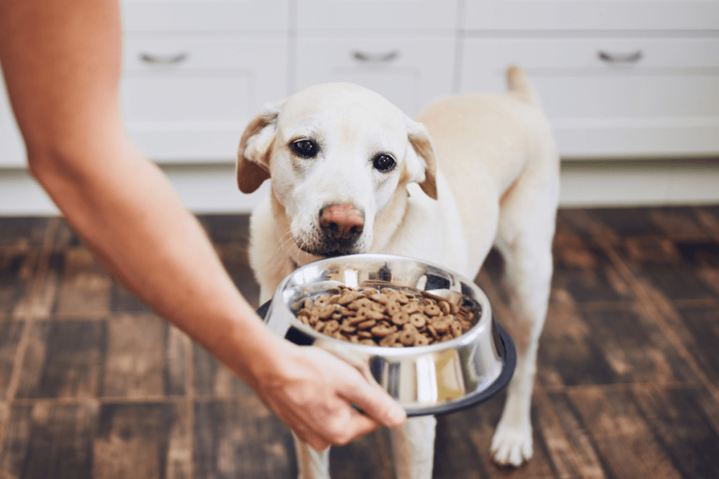 Labrador retriever patiently waiting as a person offers a bowl of 4Health dog food, looking eager for mealtime in a modern kitchen setting for a 4Health dog food review.