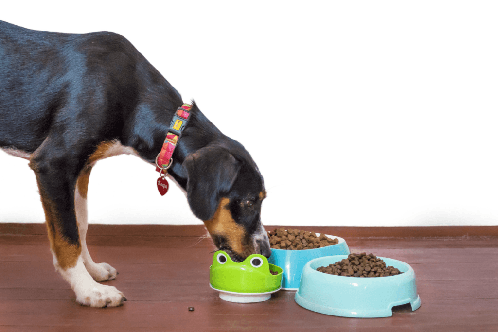 A black and tan dog with a pink collar and heart-shaped tag is eating from a bright green frog-shaped bowl. Next to this bowl are two more bowls, one light blue and one darker blue, both filled with brown kibble, placed on a wooden floor against a white wall background.