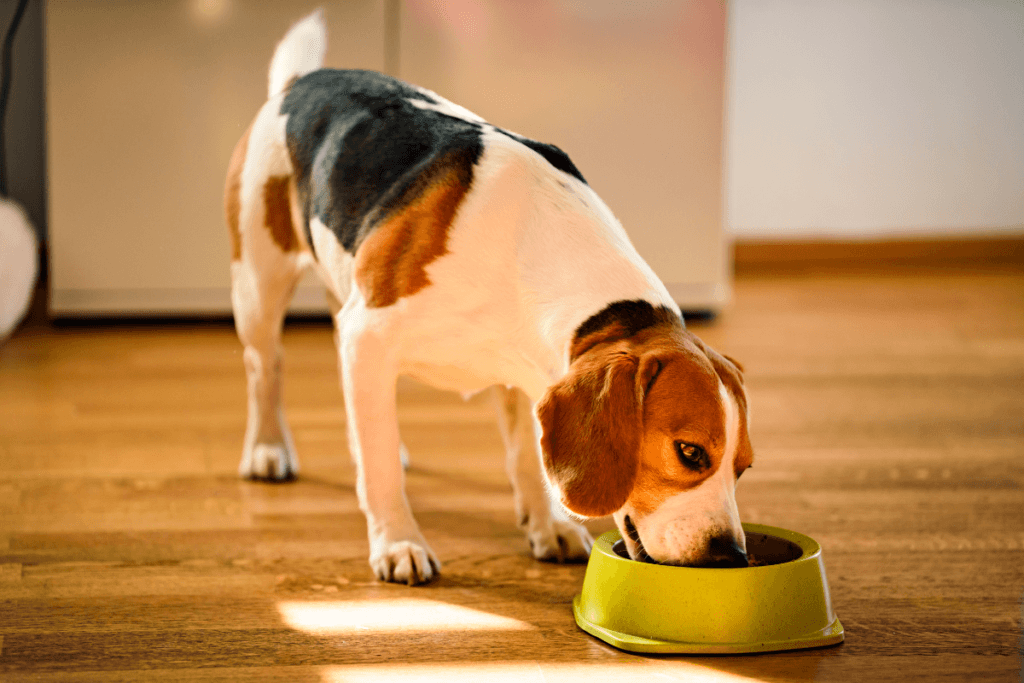 A beagle enjoying its meal from a green bowl, representing a pet owner's satisfaction in an Acana dog food review.
