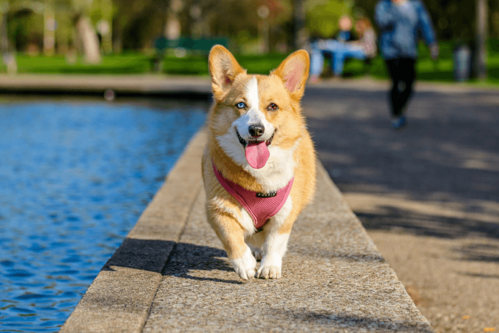 A happy Corgi with a pink harness walking on a concrete path beside a pond, tongue out, with people and greenery in the background.