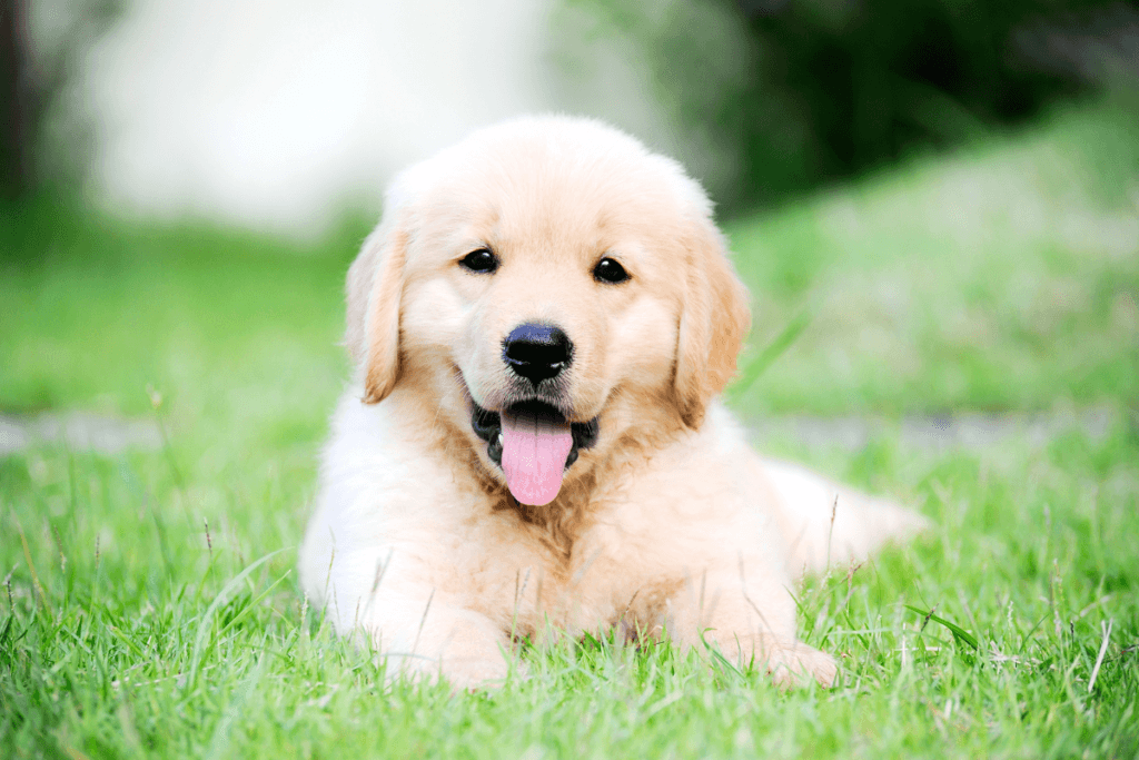 A young golden retriever puppy lying on green grass, panting lightly with a soft, cheerful gaze.