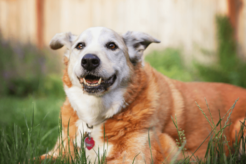 A happy senior dog with a reddish-brown and white coat, wearing a collar with a tag, sitting on grass with a content expression in a sunny backyard.