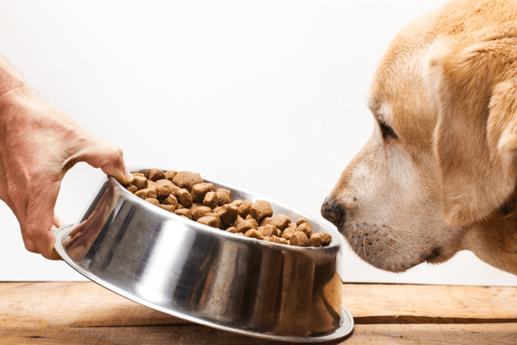 A golden retriever dog is eyeing a large stainless steel bowl being held by a human hand, full of brown kibble, suggesting a moment before a meal.